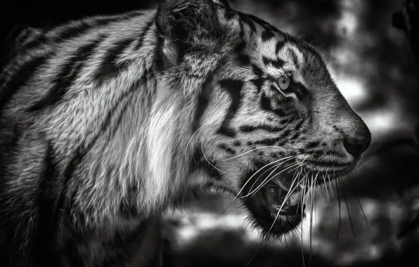 Face, tiger, portrait, black and white, profile, wild cat, monochrome