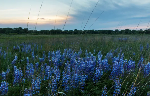 Field, summer, the sky, flowers, dal, the evening, meadow, blue