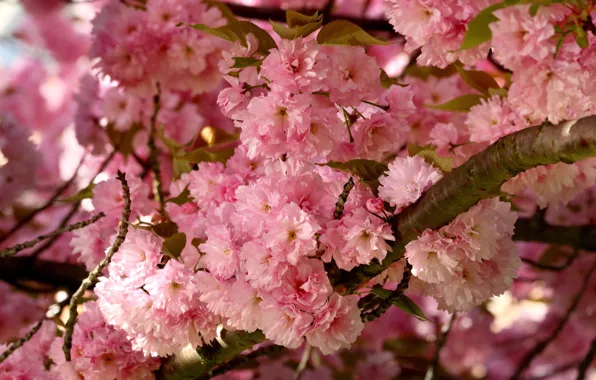 Flowers, branches, tree, spring, pink, flowering, a lot, almonds