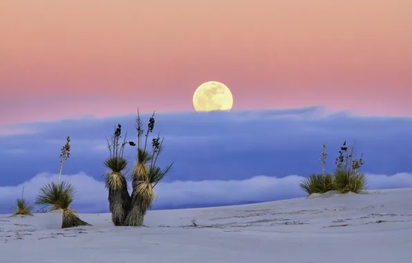 Desert, The moon, USA, New Mexico, White Sands, White Sands National Monume