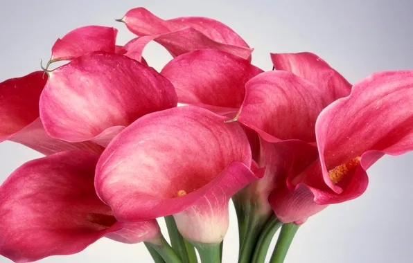 Picture bouquet, petals, stem, gladiolus