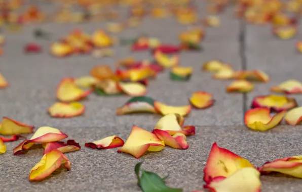 Macro, background, petals