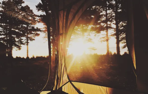 Forest, the sun, trees, tent