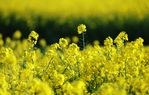 Field, summer, nature, rape