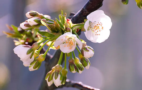 Picture flowers, cherry, branch, spring