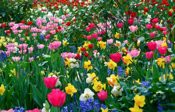 Flowers, spring, a lot, different, spring Wallpaper