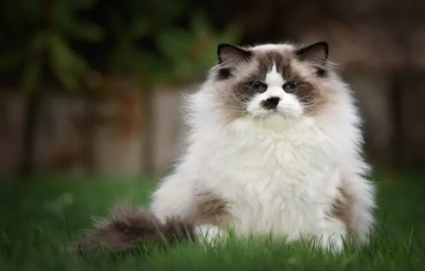 Cat, grass, nature, fluffy, kitty, sitting, blue-eyed, mordaha