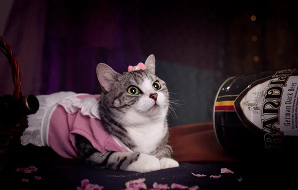 Cat, look, pose, dress, pink, costume, Bank, lies