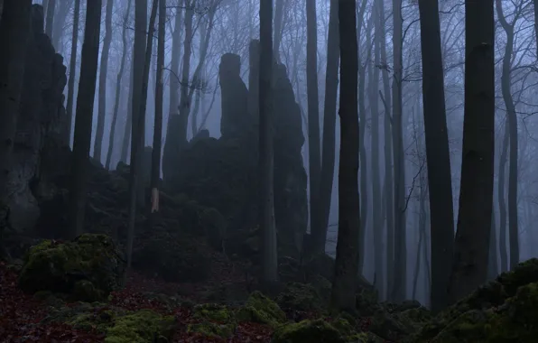 Forest, trees, nature, fog, rock, moss, Niklas Hamisch