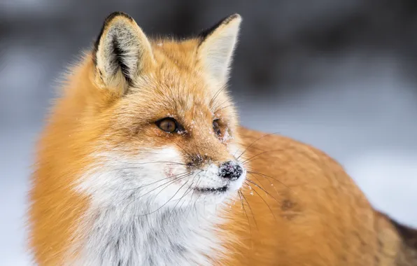 Winter, snow, Fox, Fox