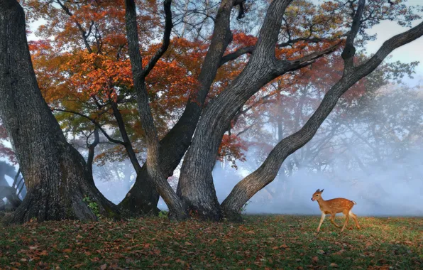 Autumn, forest, trees, branches, fog, Park, glade, foliage
