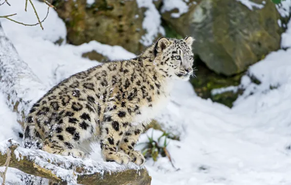 Picture winter, cat, snow, kitty, IRBIS, snow leopard, ©Tambako The Jaguar