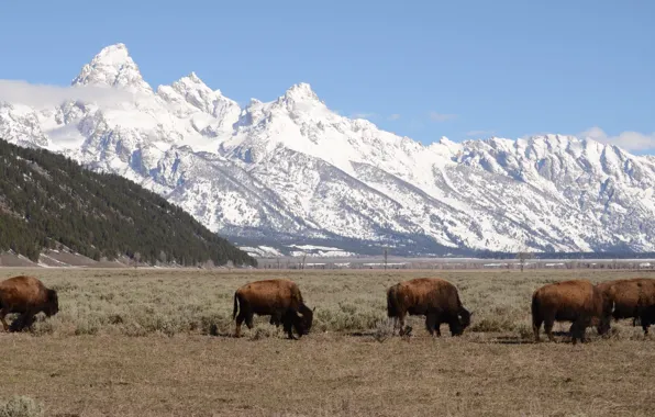 Picture Wyoming, buffalo, bison, teton mountains, jackson hole, tetons