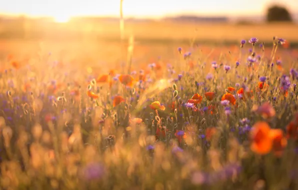 Field, light, flowers, dawn, Maki, morning, bokeh, cornflowers