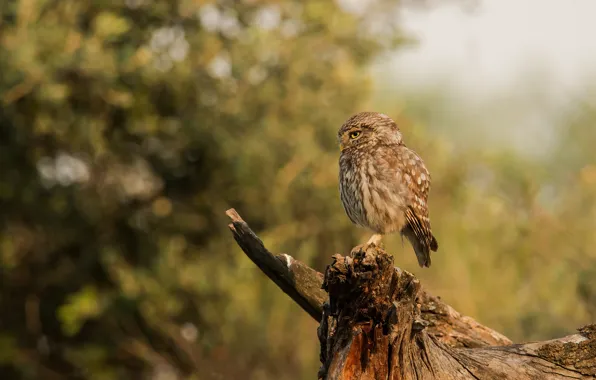 Forest, look, pose, background, owl, bird, foliage, stump