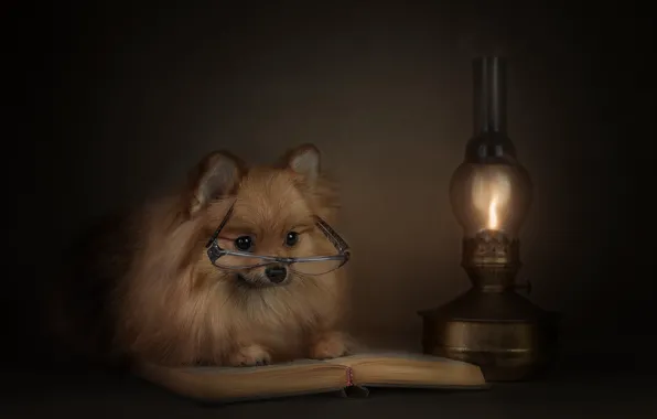 Animal, lamp, dog, glasses, book, dog, Spitz