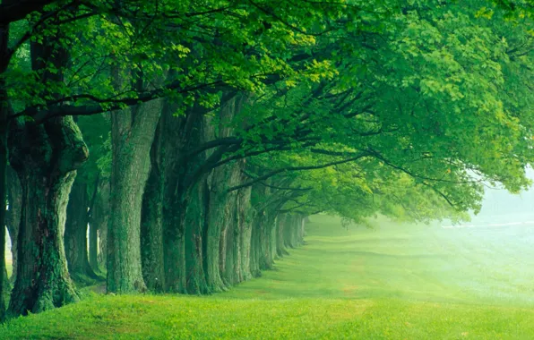 Picture summer, trees, fog, Park, silence, morning, alley