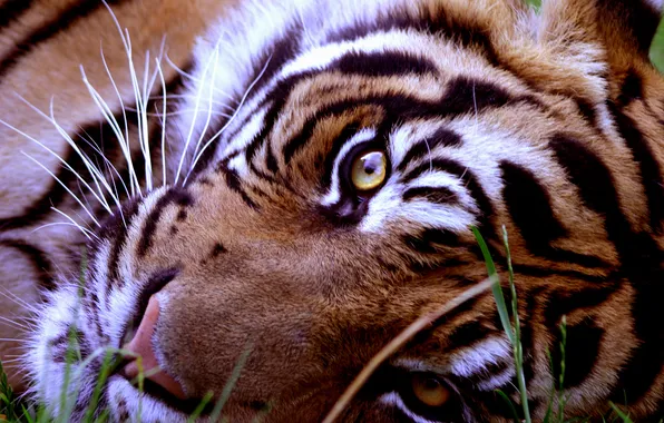 Picture look, face, animal, predator, lies, til