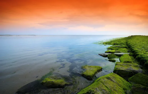 Picture sea, the sky, stones, moss, orange