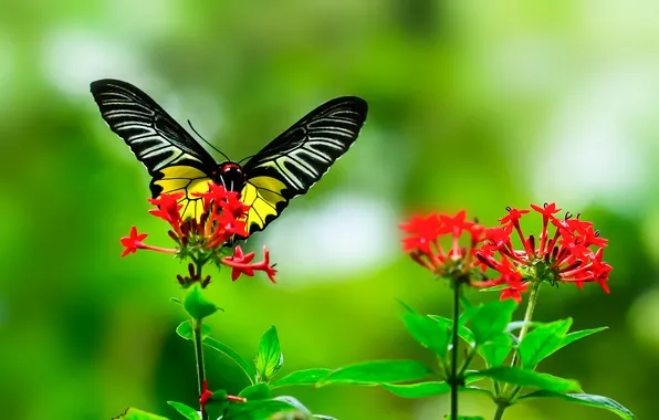 Flower, leaves, butterfly, plant, wings, insect