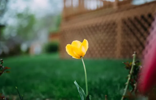 Flower, yellow, Tulip, petals