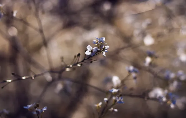 Branches, nature, background