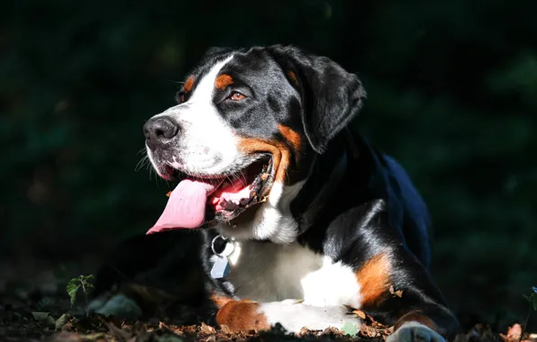 Picture language, face, dog, Greater Swiss mountain dog