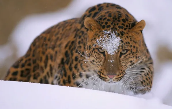 Picture animals, snow, leopard (animal), brown and black leopard print textile