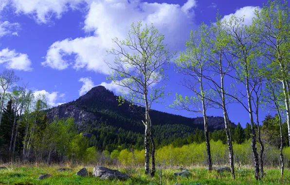 Picture greens, forest, the sky, clouds, mountains, blue, foliage, spring
