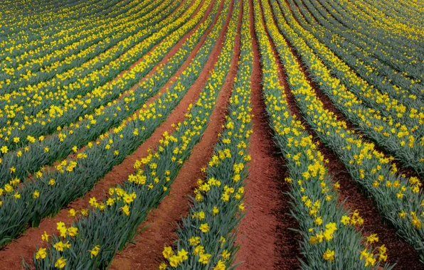 Flowers, England, plantation, Narcissus, Cornwall