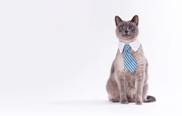 Cat, cat, look, pose, grey, tie, white background, face