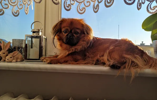 Dog, pekin, period, pekingesse