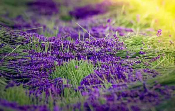 Picture flowers, lavender, sunlight, harvest