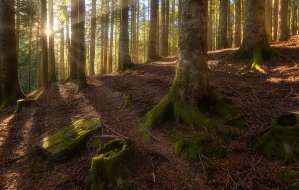 Forest, the sun, rays, light, trees, branches, trunks, moss