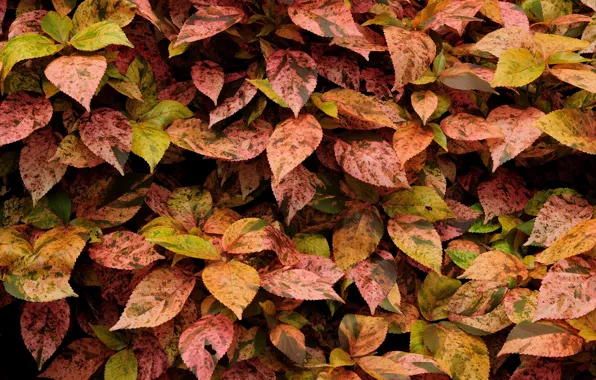 Picture leaves, a lot, different