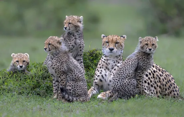 Field, grass, look, face, nature, pose, stay, Cheetah
