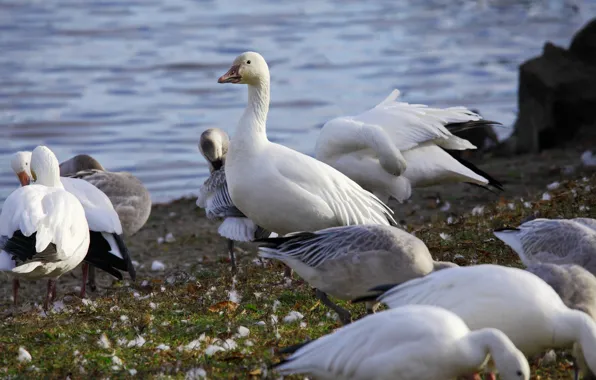 Pack, Birds, geese