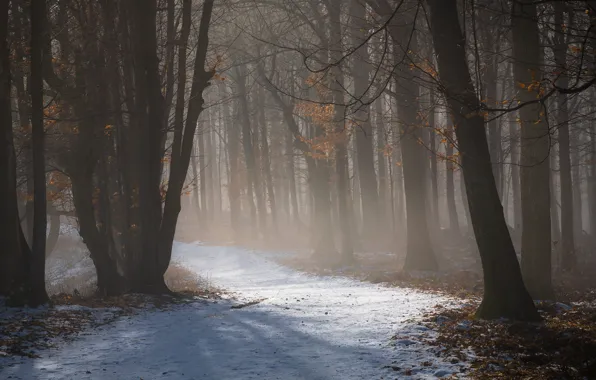 Winter, forest, snow, trees, fog, late autumn