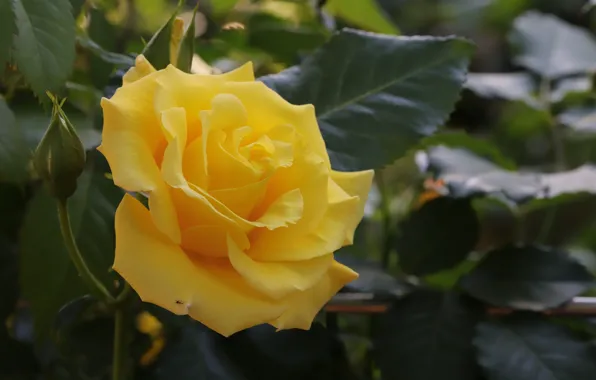 Flower, leaves, macro, rose, buds, yellow, bokeh