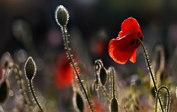 Drops, light, flowers, red, Mac, Maki, bokeh