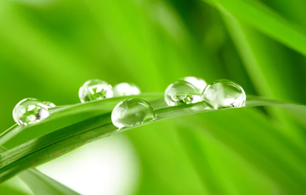 Picture GRASS, ROSA, WATER, SPHERE, DROPS, GREEN, GREEN, A BLADE of grass