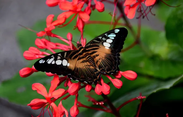 Macro, wings, Butterfly, beautiful, flowering, closeup