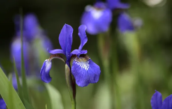 Flowers, nature, focus, irises, lilac