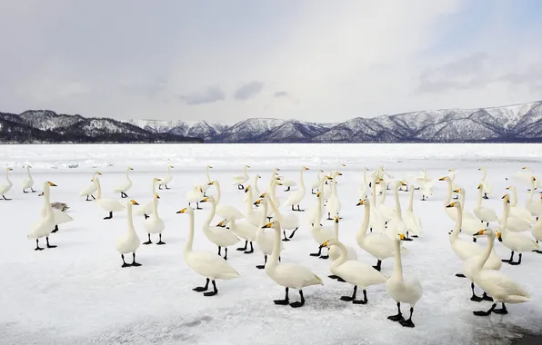 Picture birds, lake, Japan, Hokkaido, Cossaro, whooper Swan, National Park akan