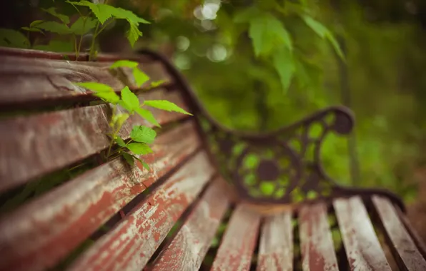 Greens, nature, bench