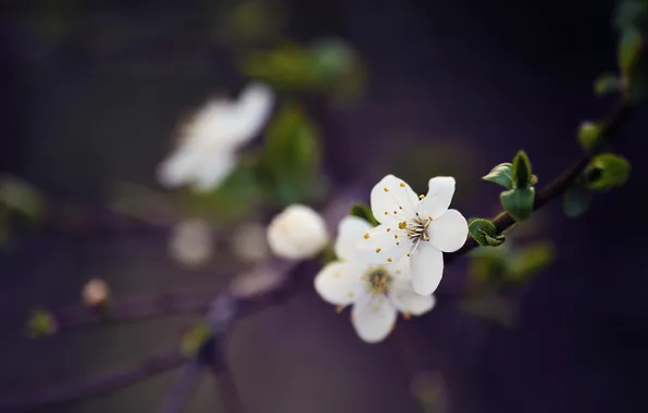 Picture macro, flowers, branches, cherry, branch, spring, petals, white