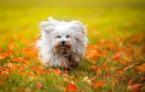Picture autumn, leaves, dog, The Havanese, shaggy