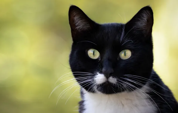 Cat, cat, look, face, light, black, portrait, green background