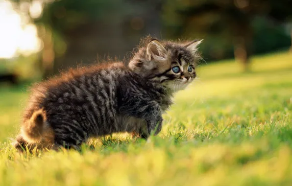 Picture greens, grass, eyes, look, kitty, grey, spring, walk