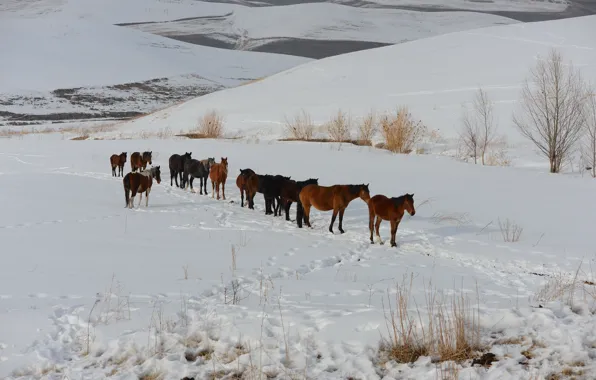 Winter, mountains, horse, Kyrgyzstan